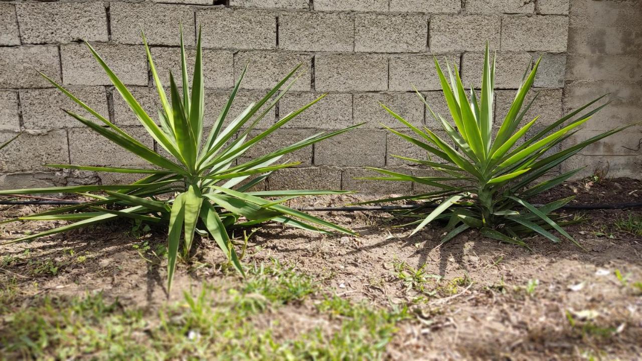 הוילה ניקיטי Elina House And Garden מראה חיצוני תמונה