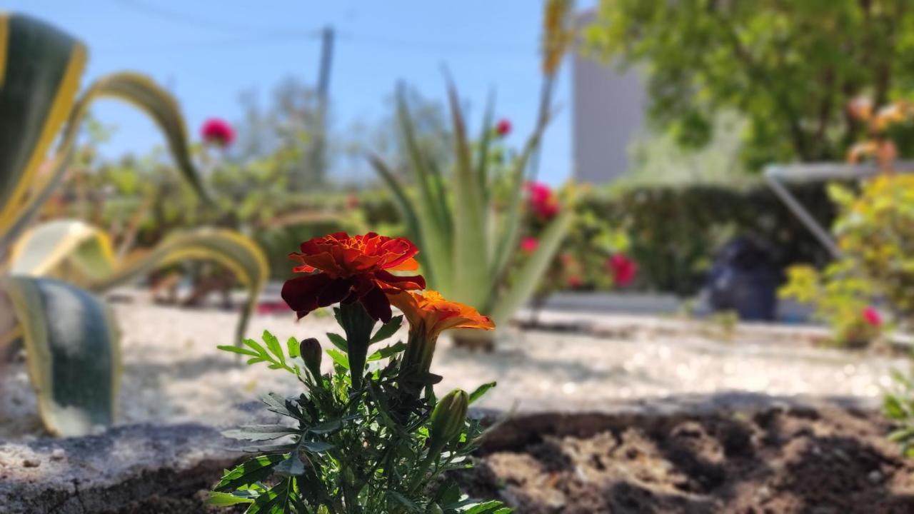 הוילה ניקיטי Elina House And Garden מראה חיצוני תמונה