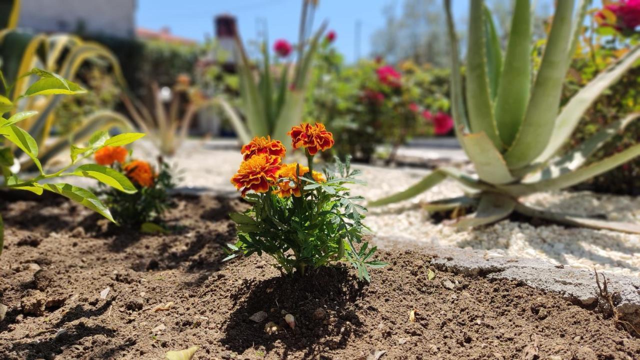 הוילה ניקיטי Elina House And Garden מראה חיצוני תמונה