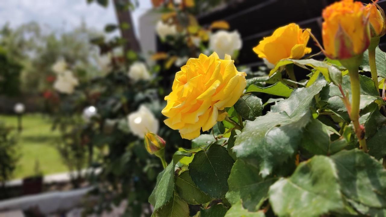 הוילה ניקיטי Elina House And Garden מראה חיצוני תמונה
