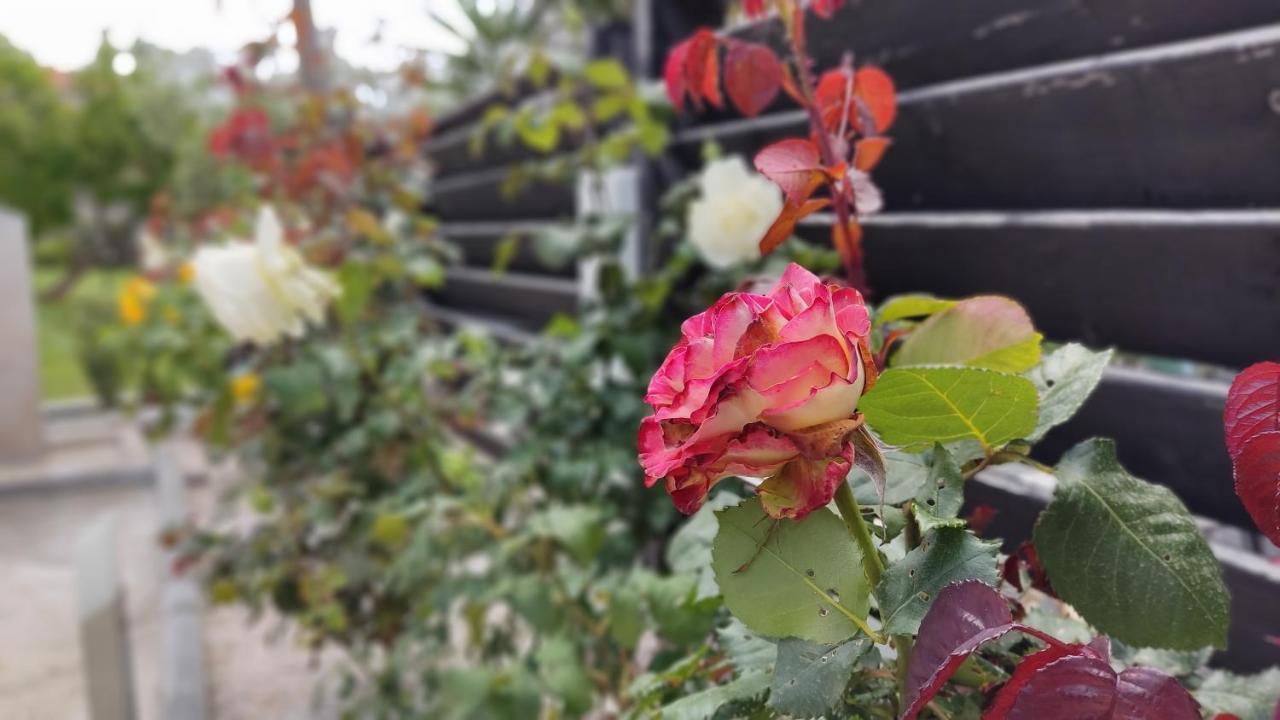 הוילה ניקיטי Elina House And Garden מראה חיצוני תמונה