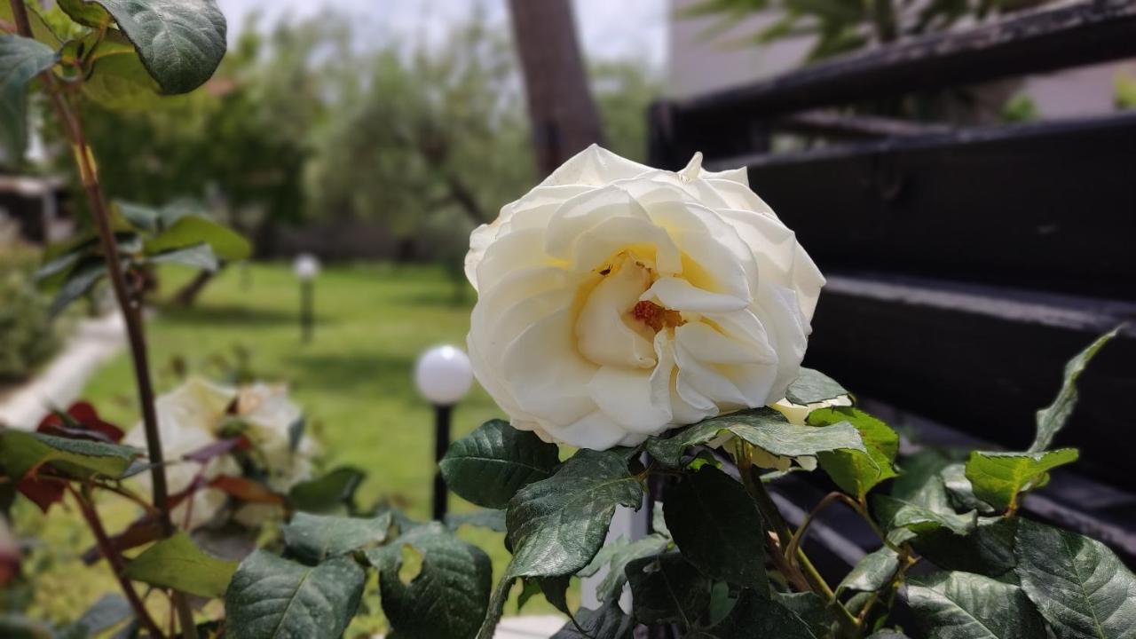 הוילה ניקיטי Elina House And Garden מראה חיצוני תמונה